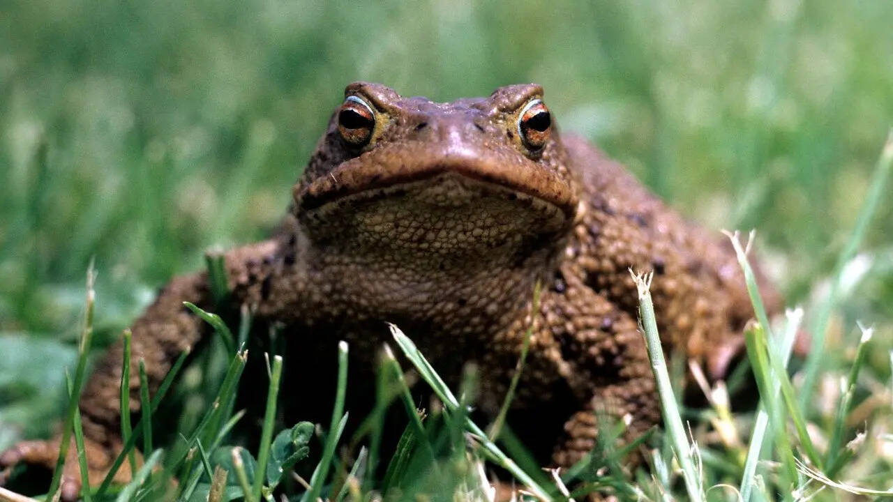 A toad near your home isn’t just a coincidence: Here’s what it really ...