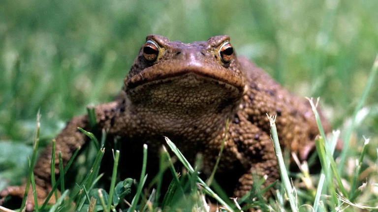 A toad near your home isn’t just a coincidence: Here’s what it really ...