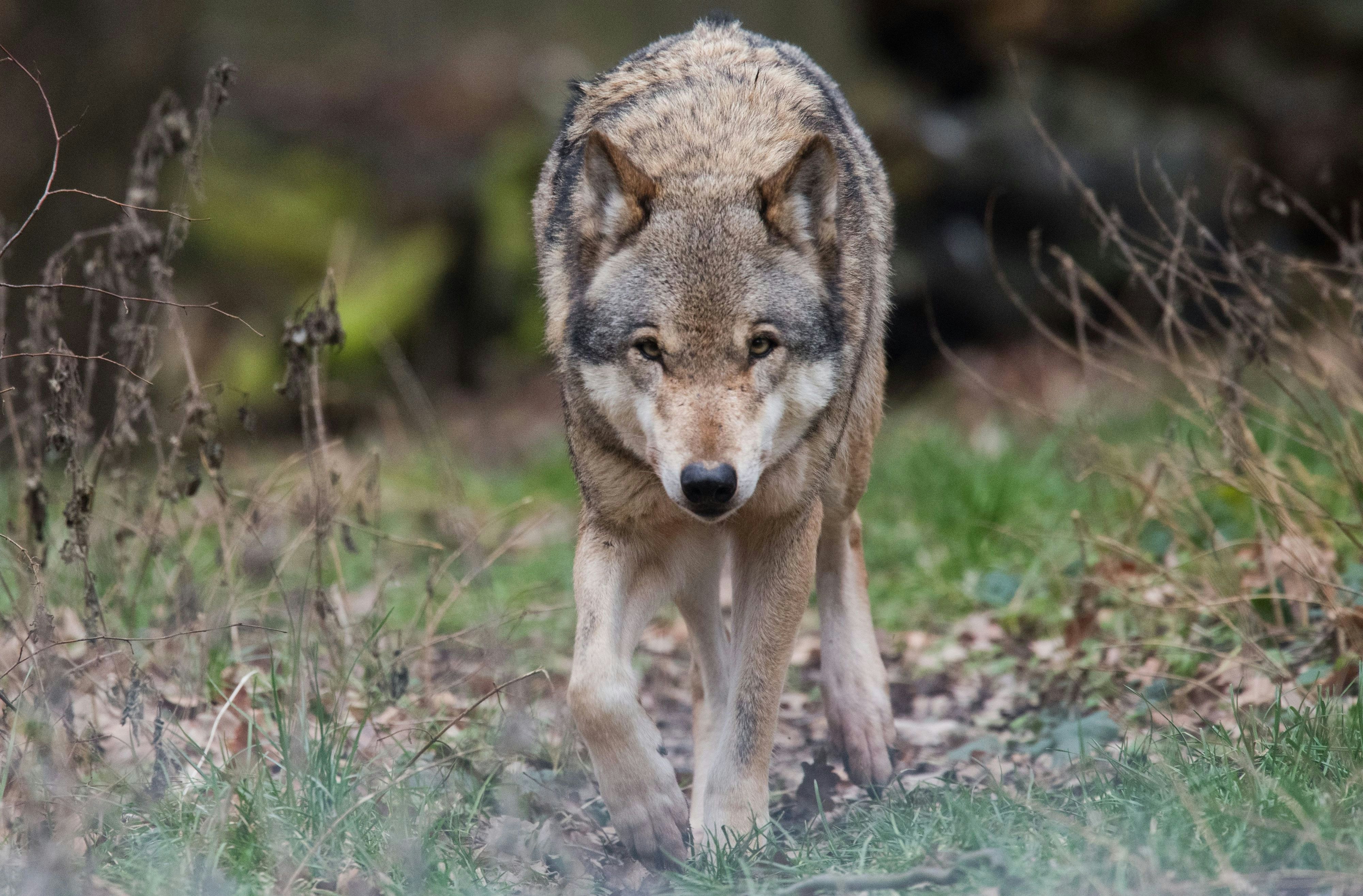Nach Attacke: Der Wolf ist wieder frei
