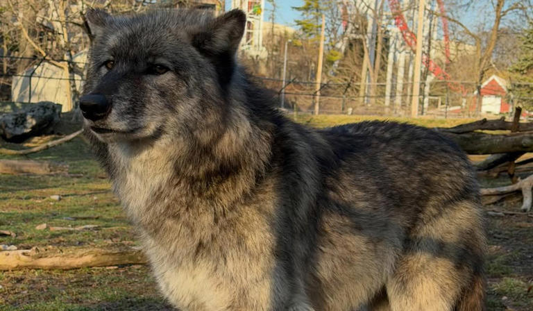 Toddler was bitten by wolf after climbing into zoo enclosure while ...