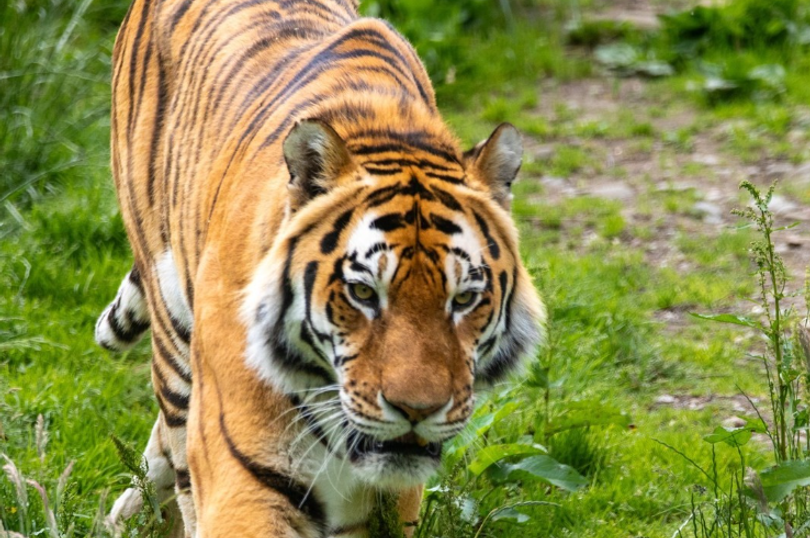 Siberian tiger dies at Highland Wildlife Park after age-related illness