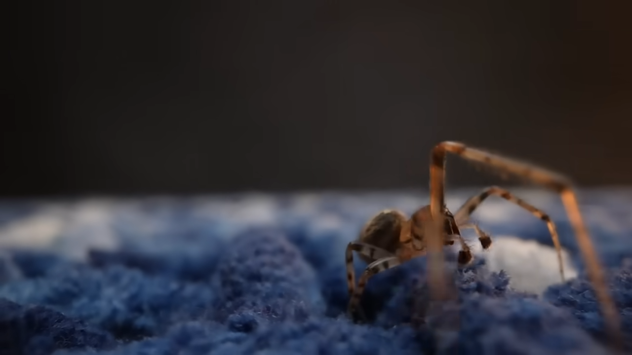 These prehistoric bugs were bigger than you think – and absolutely ...