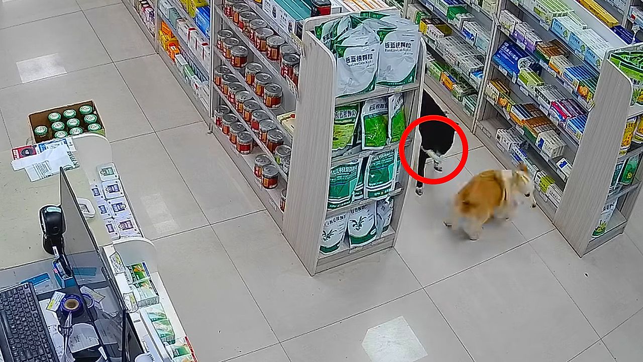 Sneaky dogs steal item from shop in China