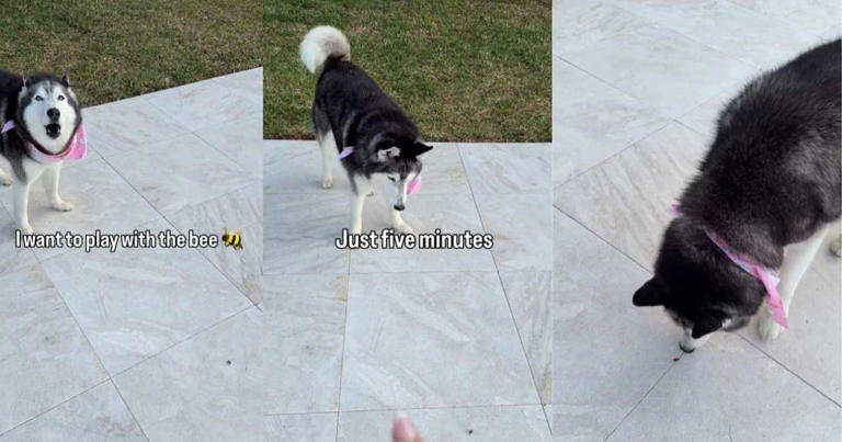 Dog wants to play with a tiny bee & argues with mom when she objects