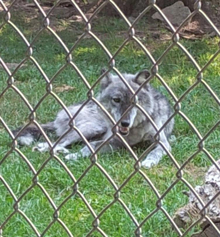 Toddler injured by wolf after climbing into enclosure while 'parents ...