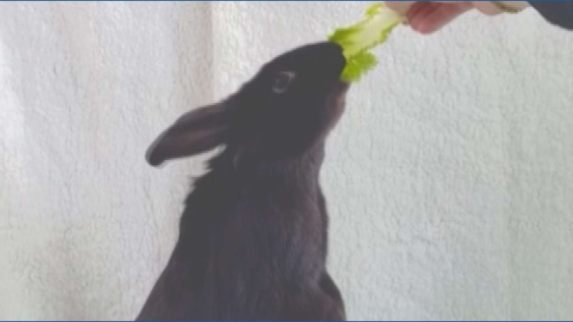 Think before you adopt: Easter bunny trend raises red flags