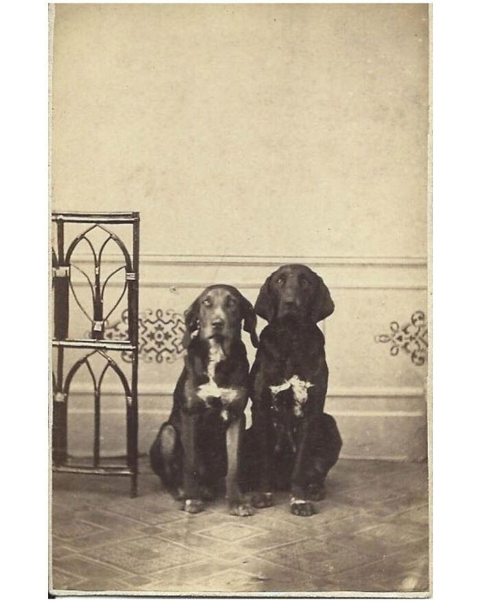 44 historical moments that show the unchanging bond between dogs and ...