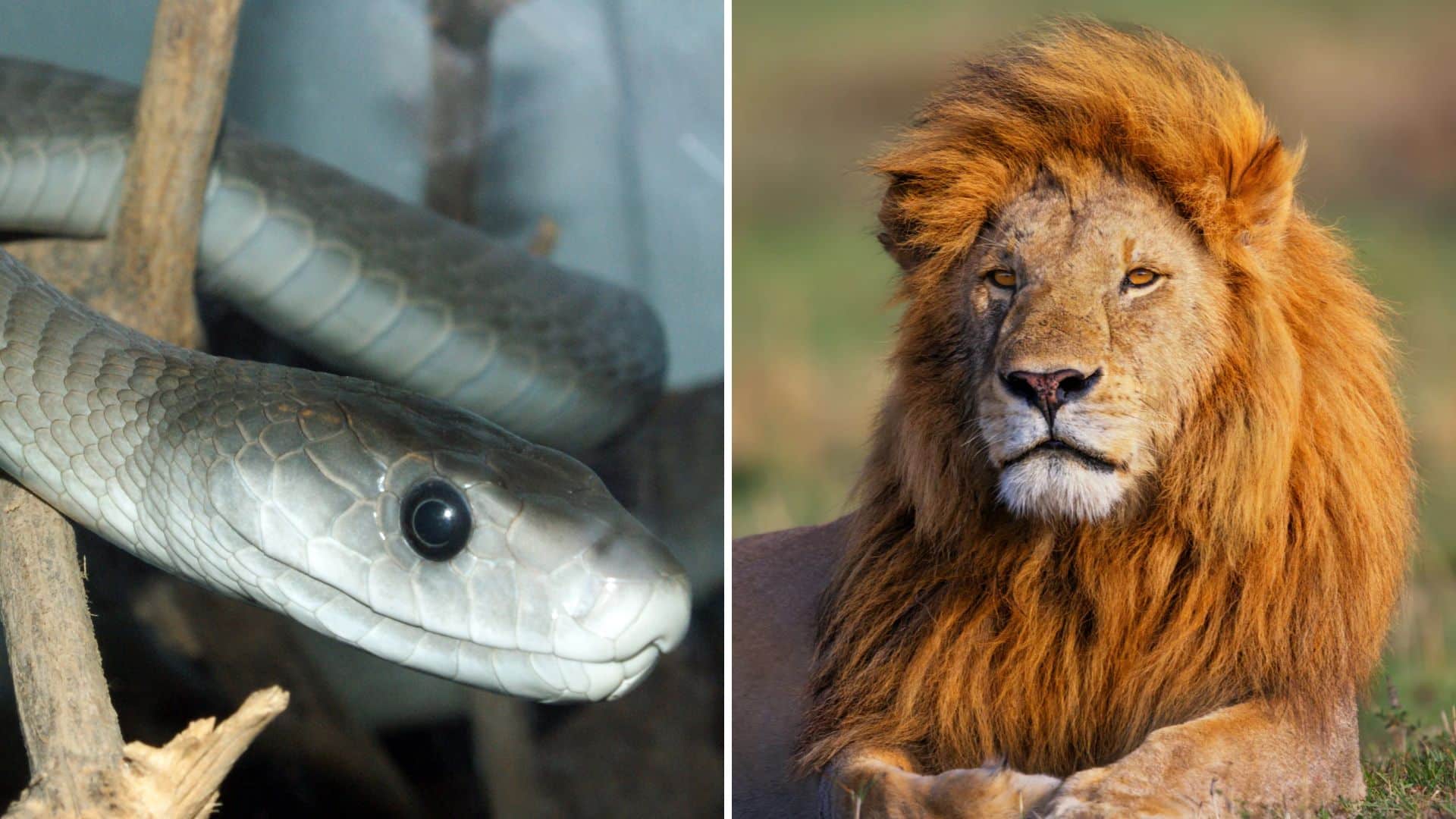 Predators that rely on patience instead of speed