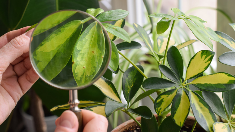 What a little bit of cinnamon could do for your indoor plants