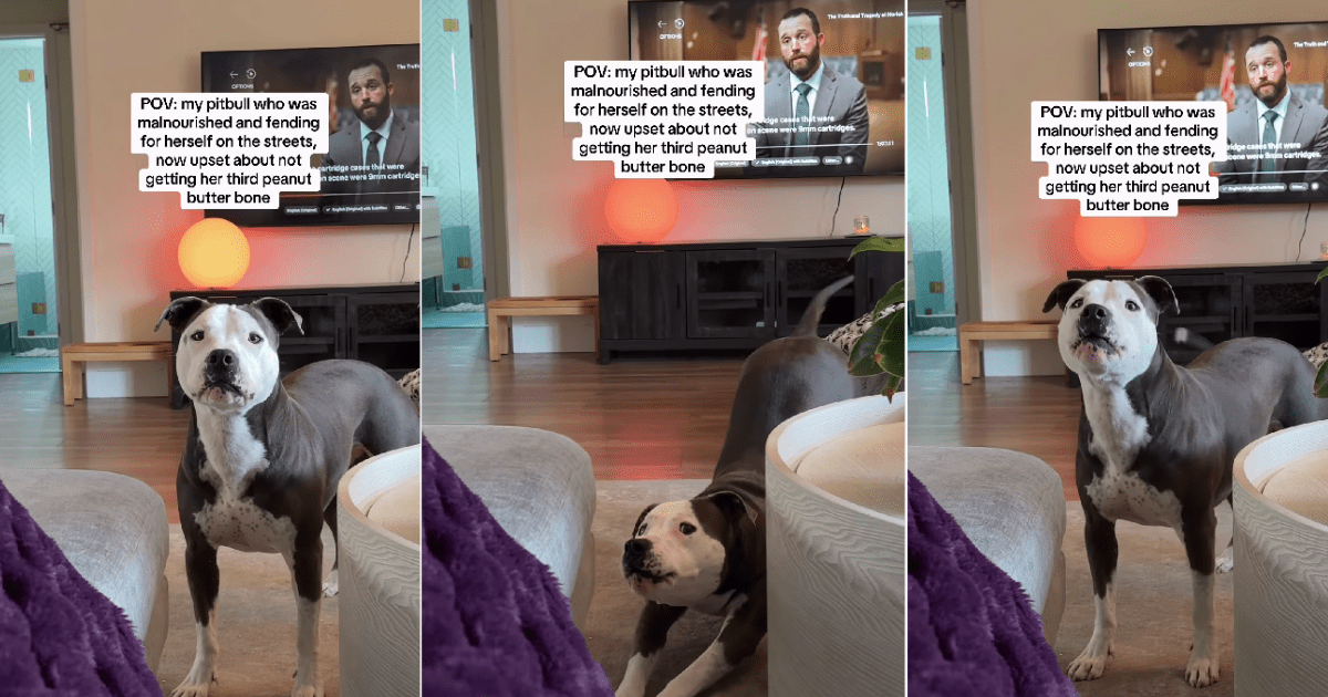 Rescue dog goes from being homeless to demanding more treats