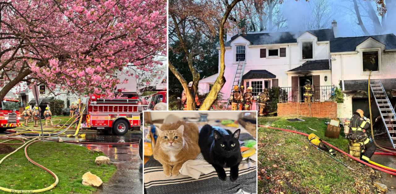 Maryland woman dies after running back into burning home to save her cat