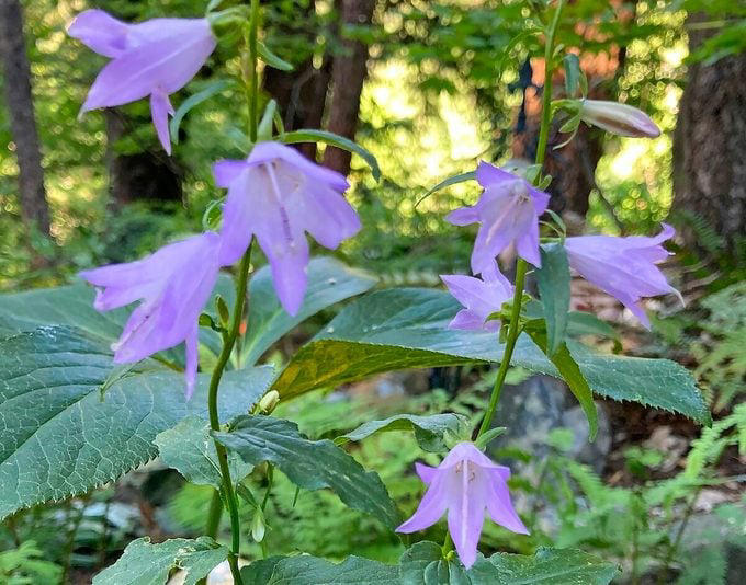 Remove invasive creeping bellflower from your yard