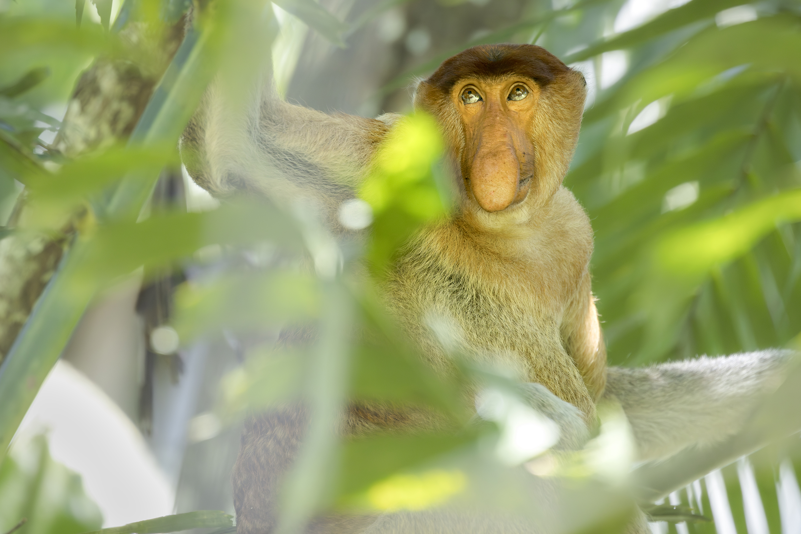 Proboscis monkey decline spurs urgent restoration push in Borneo