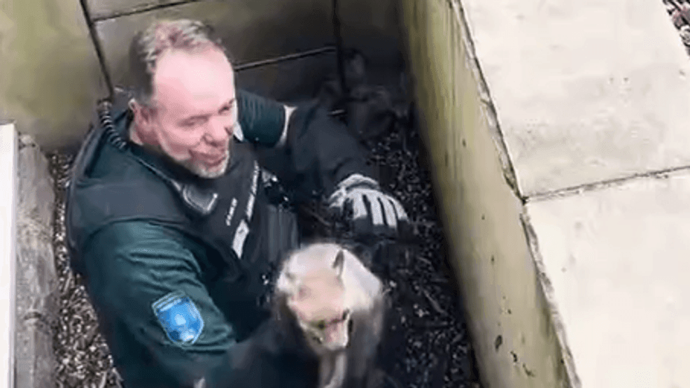 Fox kits rescued from window well at Alexandria home