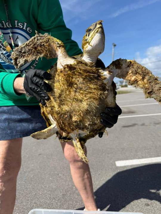 Two sea turtles rescued in Emerald Isle