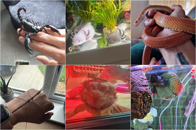 19 of the most unusual pets in Blackpool - from meerkats to tarantulas ...