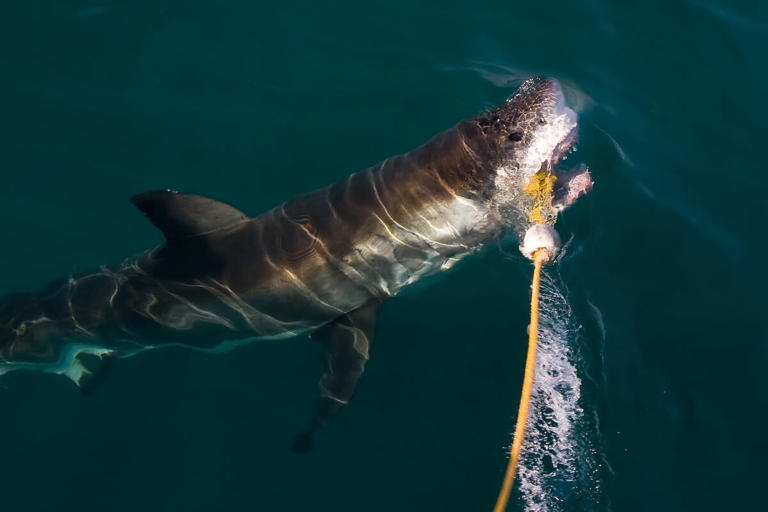 Fisherman saves stranded great white shark in dramatic rescue at ...