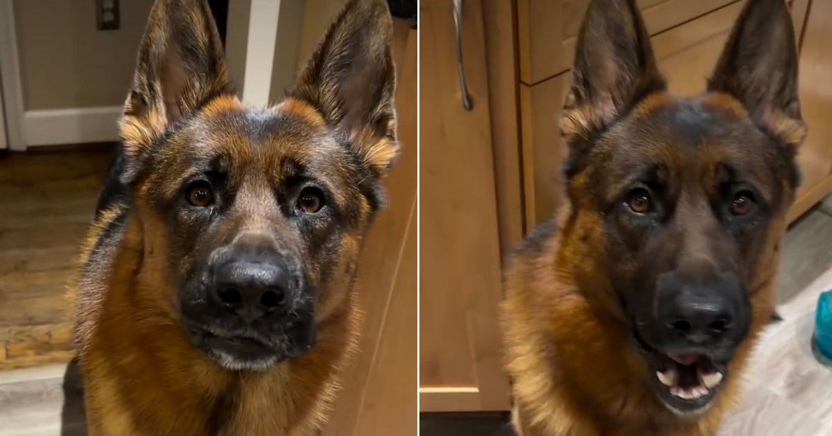 Dog gets a taste of his own medicine when mom tries to rage bait him