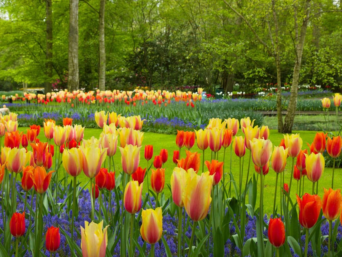 The Netherlands’ Keukenhof is one of the world’s greatest spring spectacles