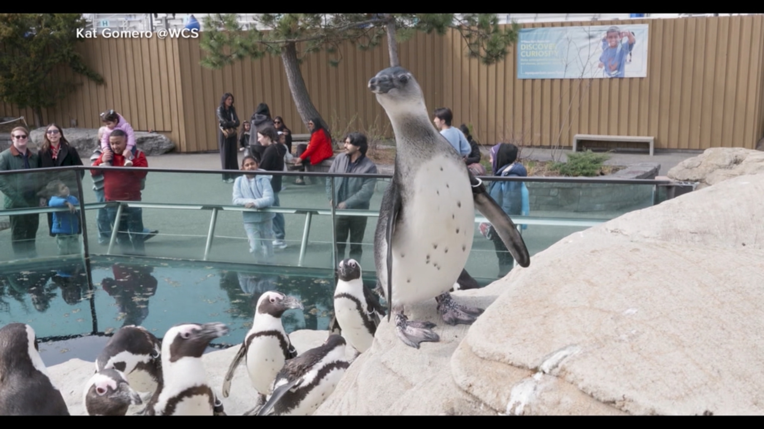 'GMA' reveals name of baby African penguin chick at New York Aquarium