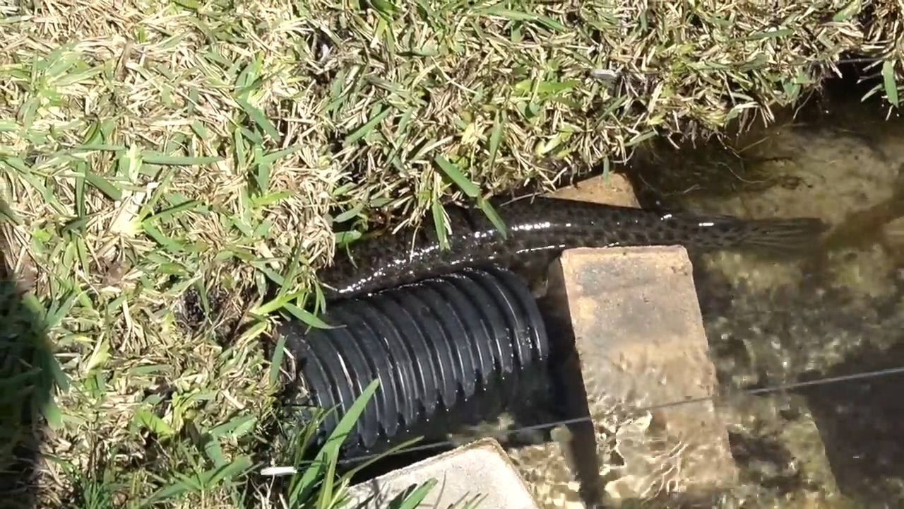 Watch what happens when the gar goes for the opening… and this happens