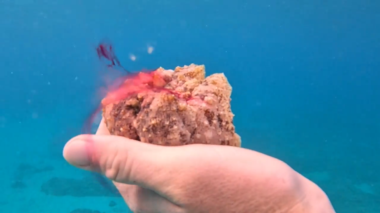 I grabbed the octopus… it instantly inked everywhere