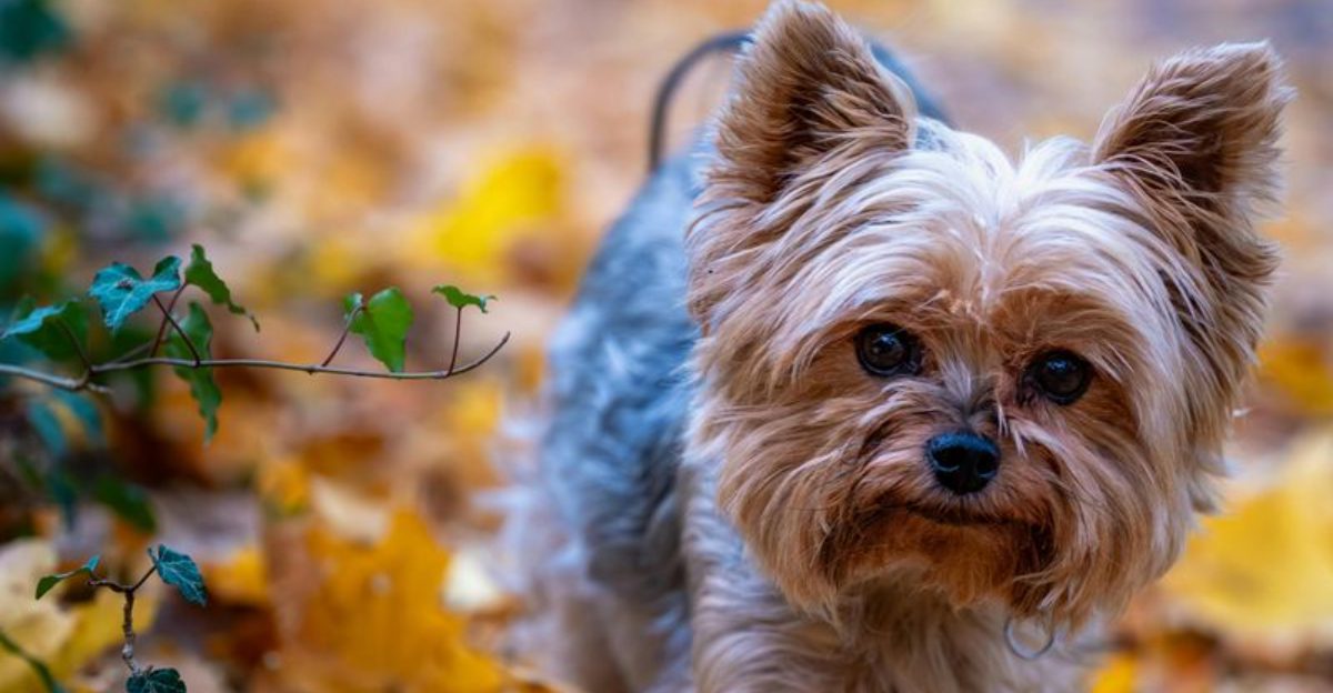 These 14 dog breeds are stolen more often than you might expect