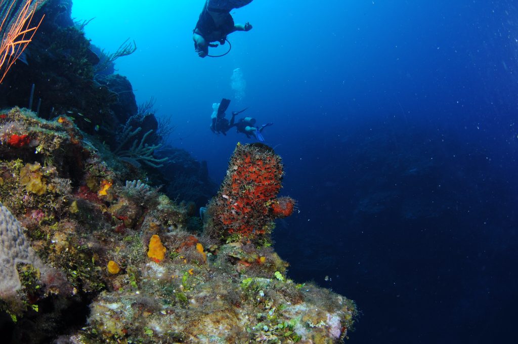 Belize vs. Roatan: How to choose your diving trip?