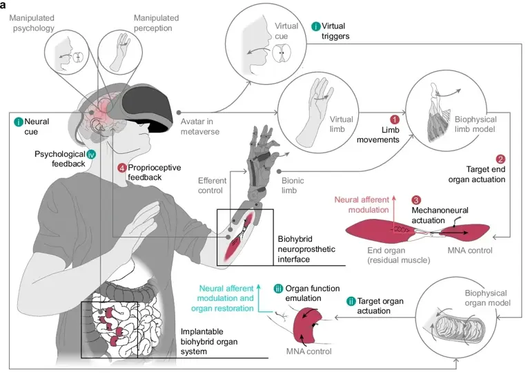 World's first living implant could help paralyzed organs move again