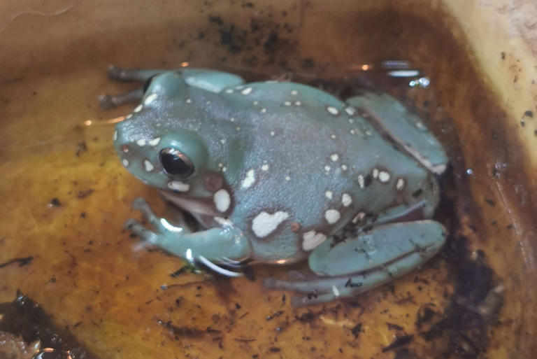 19 of the most unusual pets in Blackpool - from meerkats to tarantulas ...