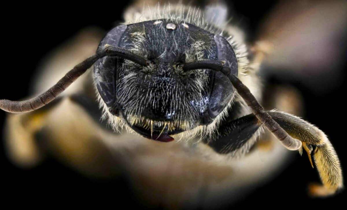It looked like a normal bee at first. Then a scientist realized she was ...