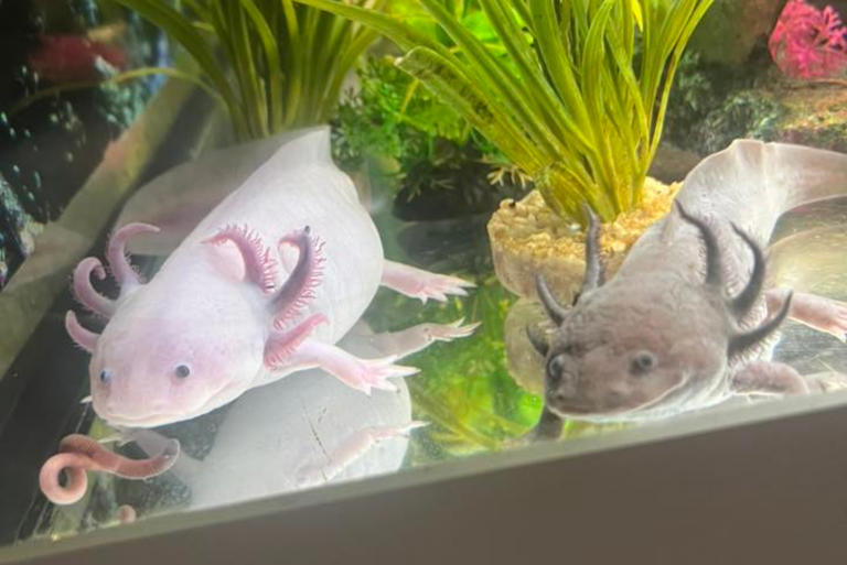 19 of the most unusual pets in Blackpool - from meerkats to tarantulas ...