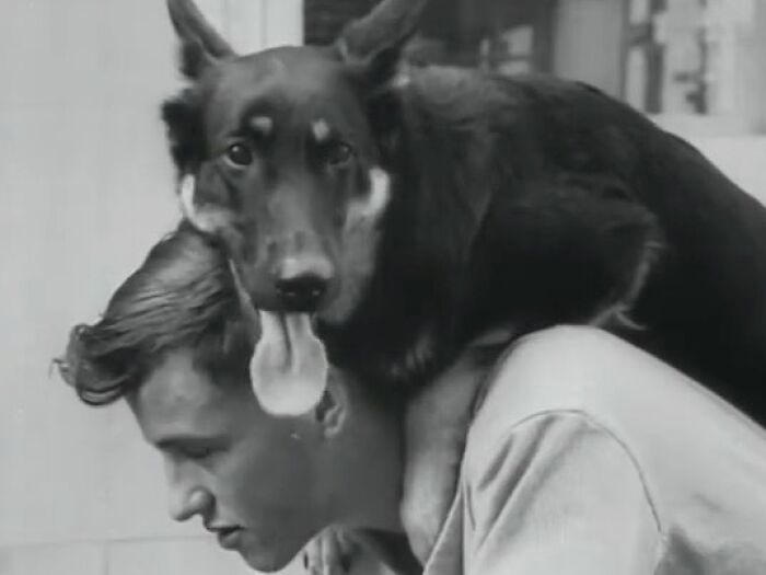 44 historical moments that show the unchanging bond between dogs and ...