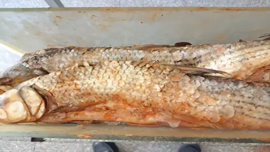 ملوحة كلب البحر