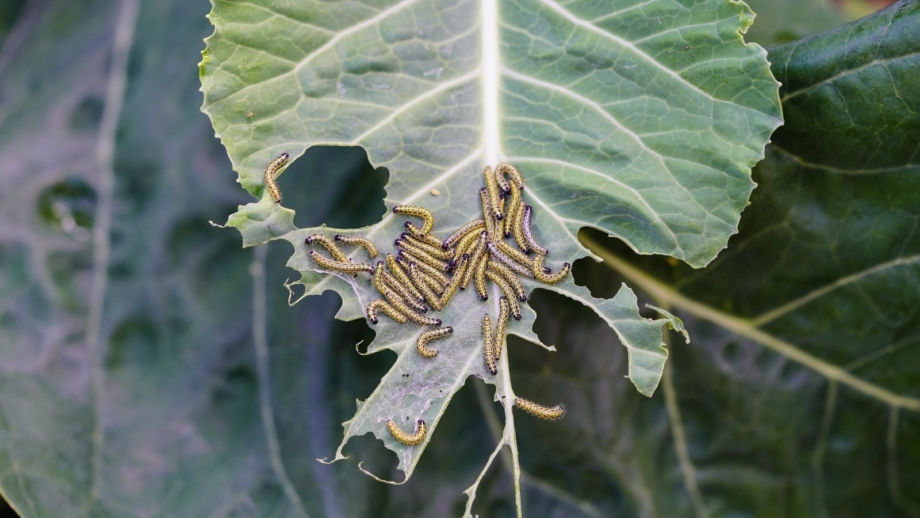 Spring garden pests are coming. Here’s how to stop them early