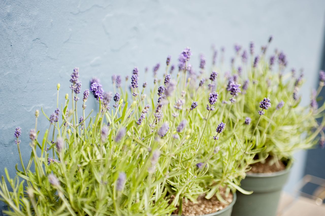 Lavender in pots
