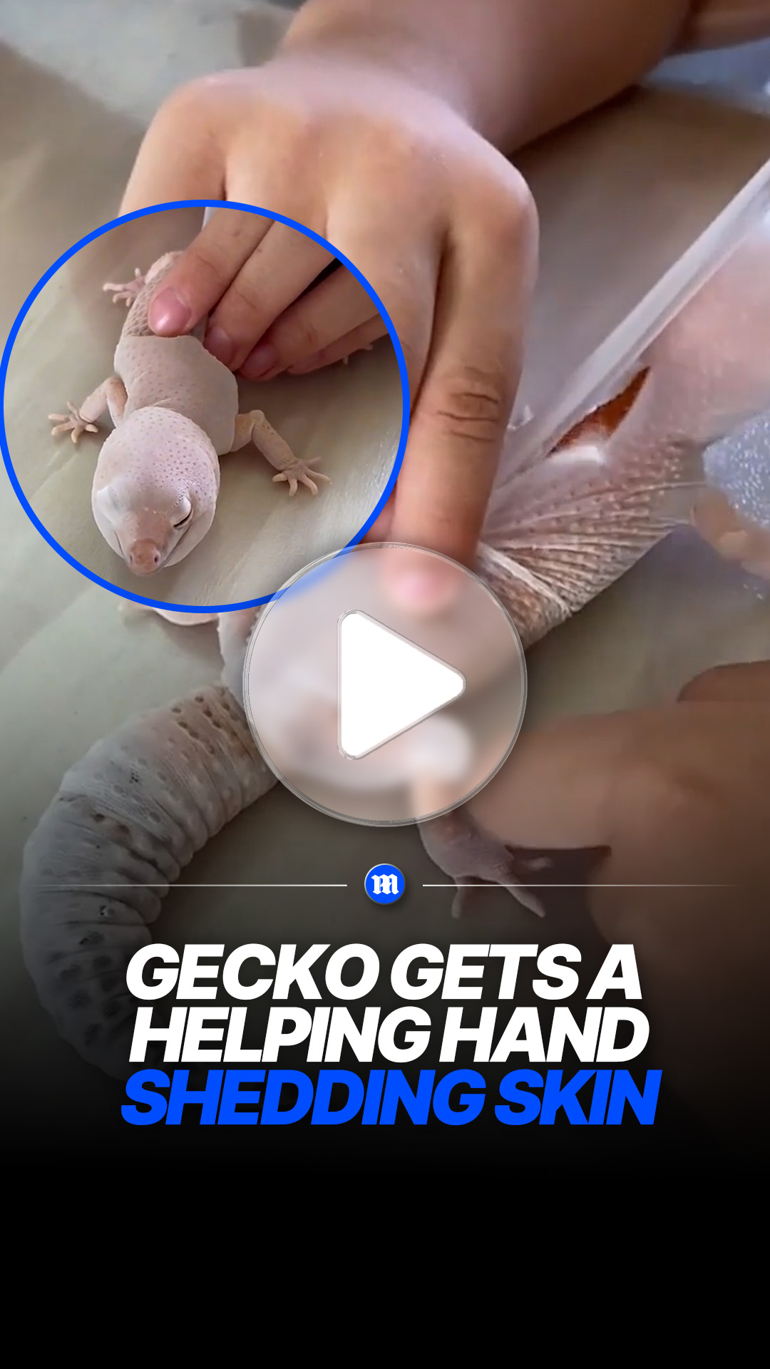 Gecko gets gentle help shedding its skin