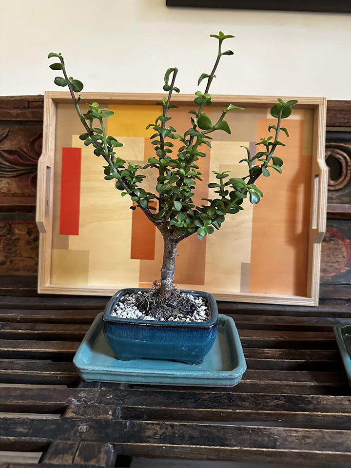 How bonsai trees can inspire us to build a better healthcare system