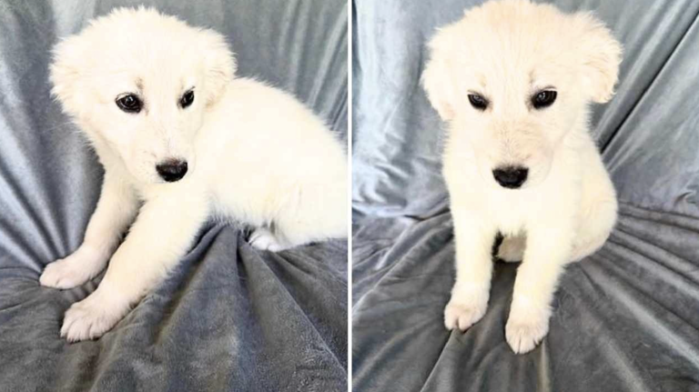 13lb Great Pyrenees mix puppy searching for new home after rescue from ...