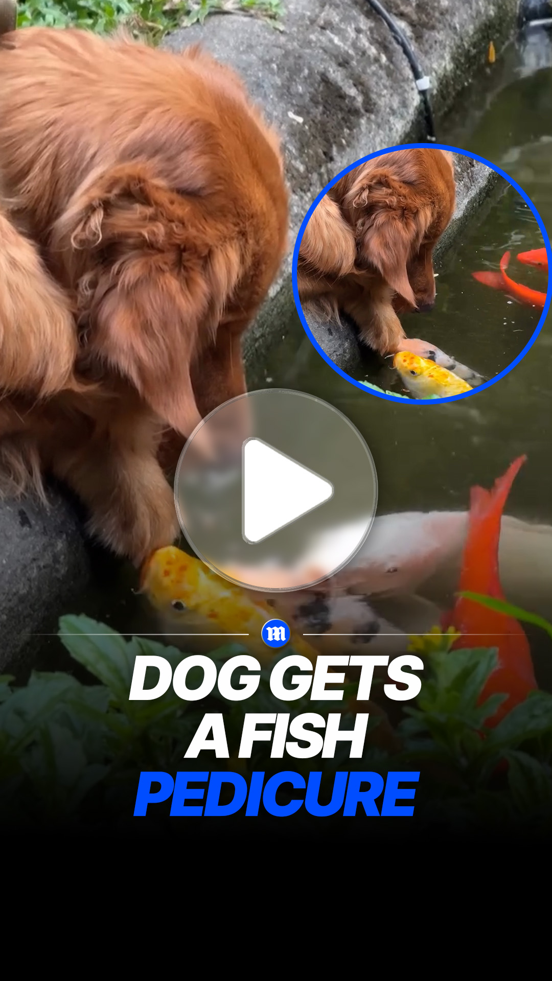 Golden retriever calmly lets fish nibble its paws