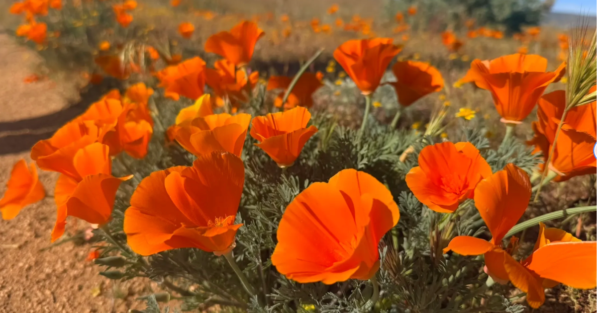 These 6 nature trails in Southern California are springtime magic
