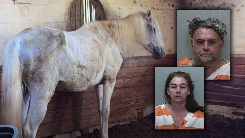 Florida horse rescue owners arrested after 69 animals found abused ...