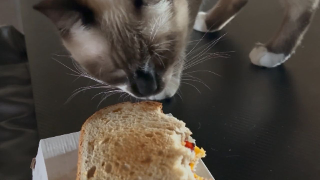 Cat sniffs a grilled cheese bacon jam and goes full litter box mode