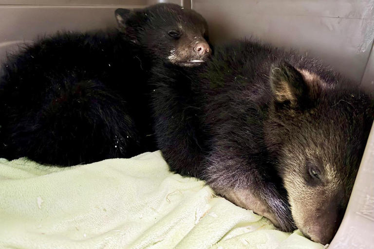 Orphaned bear cubs 'distressed' and 'traumatized' after shooter ...