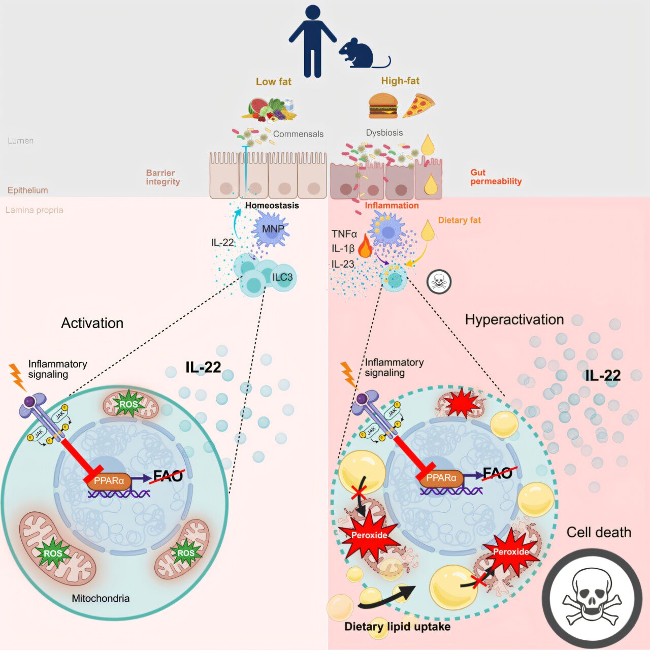 High-fat diets linked to rapid decline in protective gut immune cells