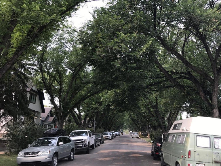 Need a tree in your yard? Applications for a city program providing up ...