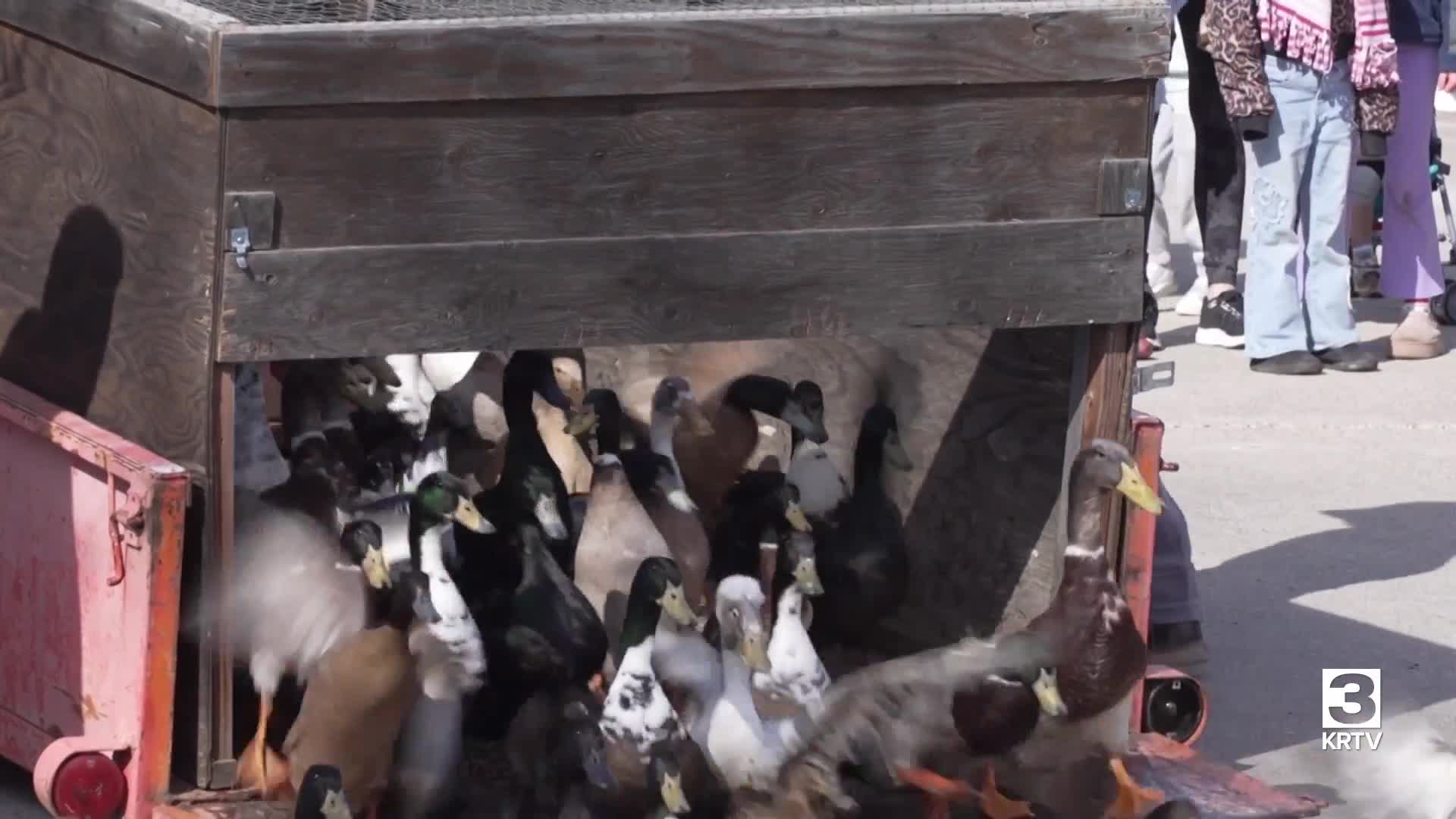 Waterfowl released back into Gibson Pond (April 2026)