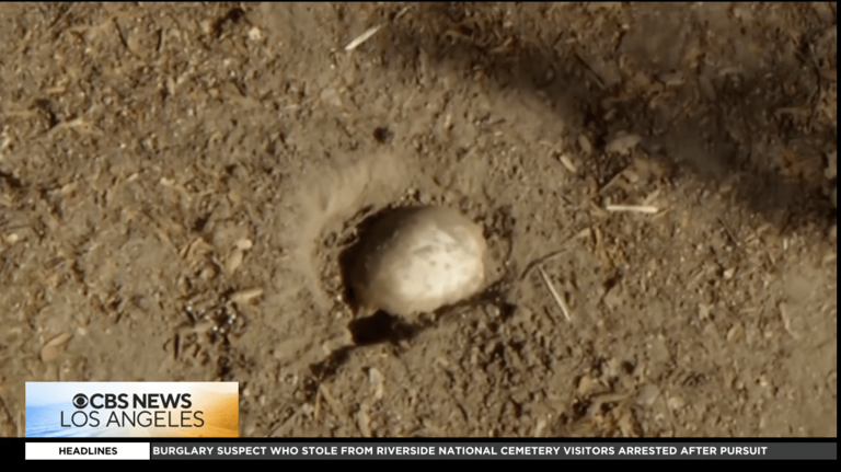 Easter egg hunt horror as kids stumble across possible small human skull