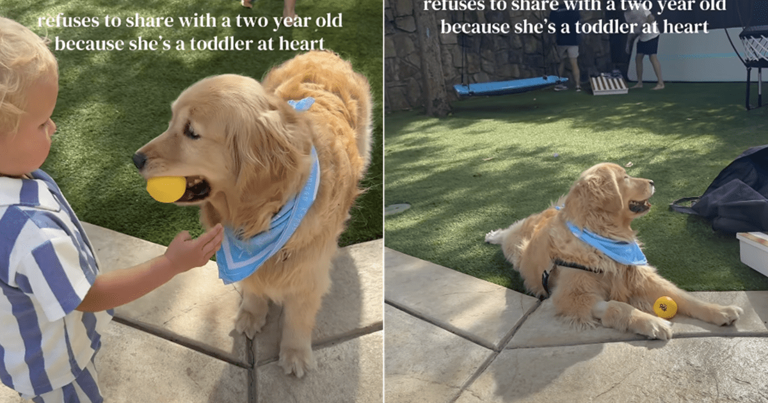 Golden retriever's real age shows in her actions