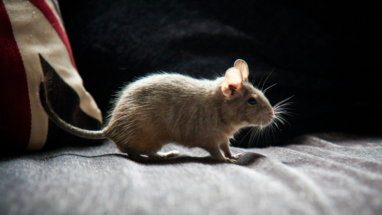 Lab-grown rat neurons run real-time machine learning tasks